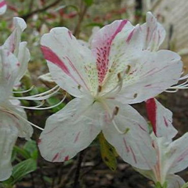 Azalea Dimity