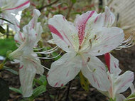 Azalea Dimity