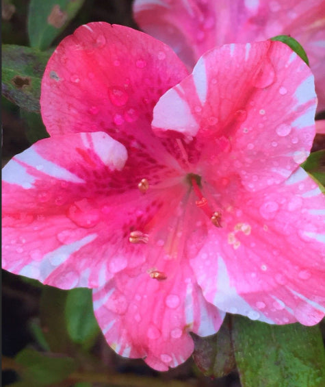Dogwood azalea