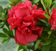 Azalea Fire Magic