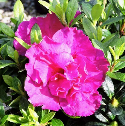 Azalea hybrida Flamingo