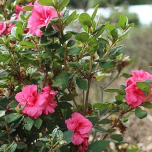 Azalea indica Goyet