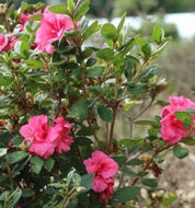 Azalea Goyet