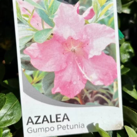 Azalea satsuki hybrid Gumpo Petunia