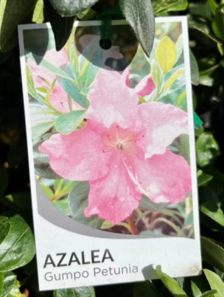 Azalea Gumpo Petunia