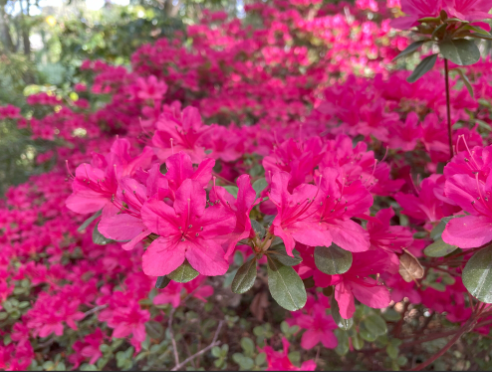 Azalea Helmut Vogel