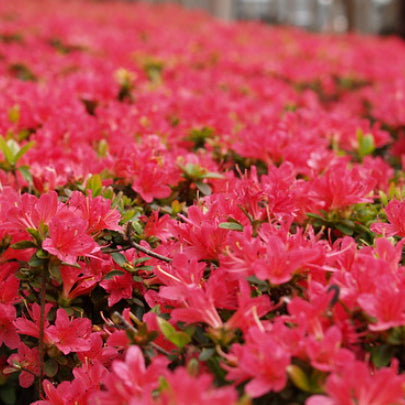 Azalea Hinode-giri