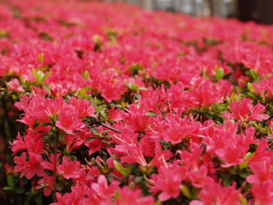 Azalea Hinodegiri