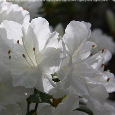 Azalia Alba Azalea indica Alba Magna – Mountain View Nursery