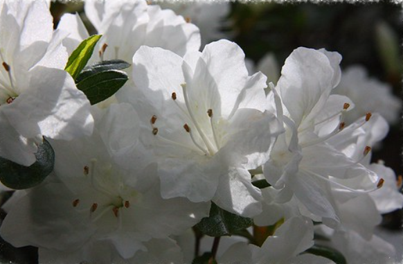 Azalea indica Alba Magna