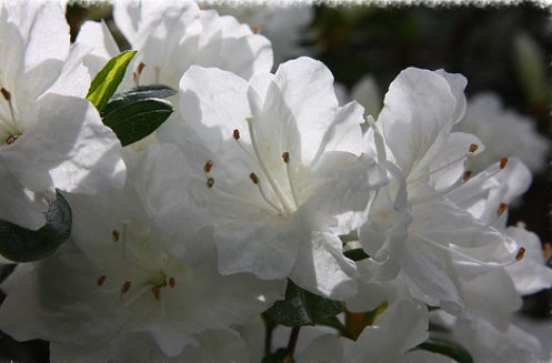 Azalea indica Alba Magnifica