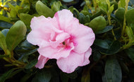 Azalea indica Dancer