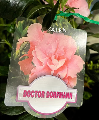 Azalea indica Doctor Dorfmann