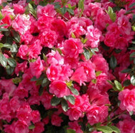 Azalea indica Kosmos
