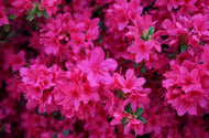 Azalea indica Magnifica