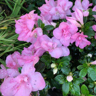 Azalea indica Mistral