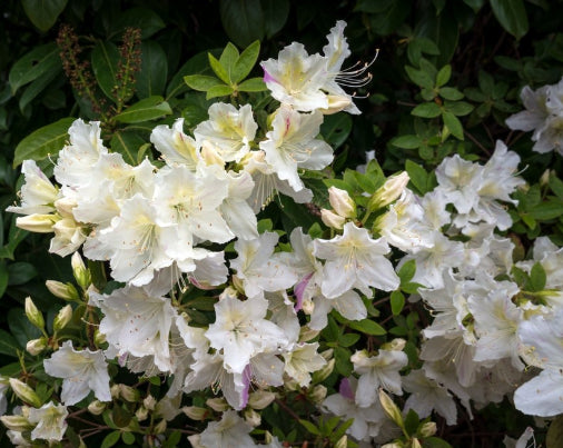 Azalea indica Paloma