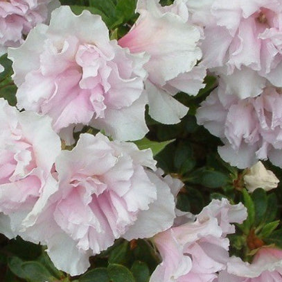Azalea indica Pink Ice