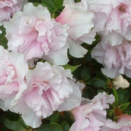 Azalea indica Pink Ice