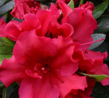 Azalea indica Red Wings