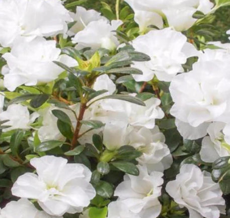 Azalea indica White Bouquet