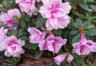 Azalea Laura Joy