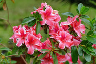 Azalea Mrs Kint