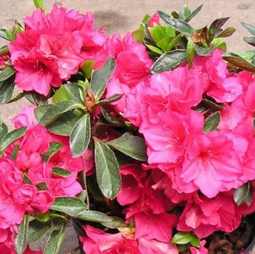 Azalea Only One Earth