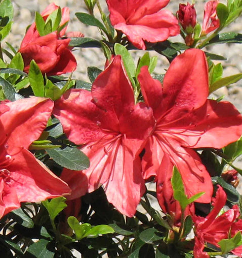 Azalea Orange Delight