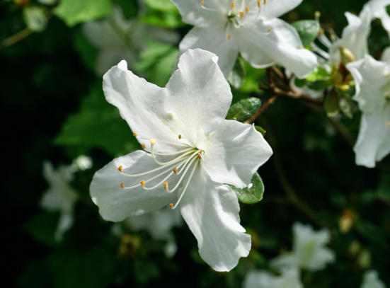 Azalea indica Prima Vera