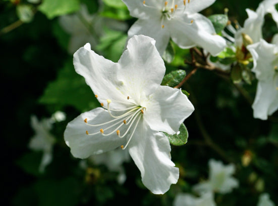 Azalea indica Prima Vera