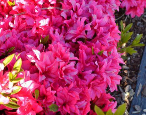 Azalea Rose King