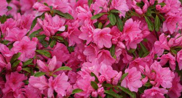 Azalea Rose Queen