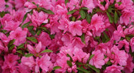 Azalea Rose Queen
