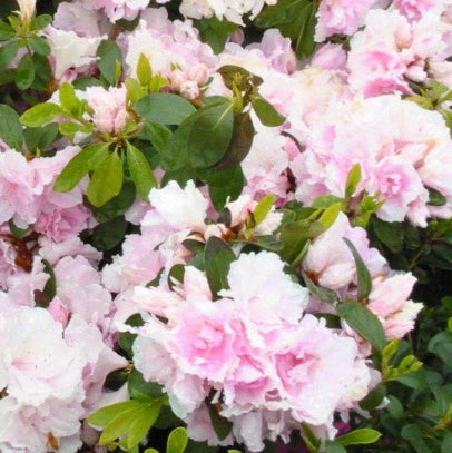 Azalea Silver Anniversary
