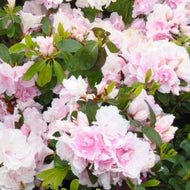 Azalea Silver Anniversary
