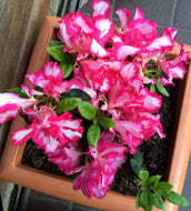 Azalea The Professor