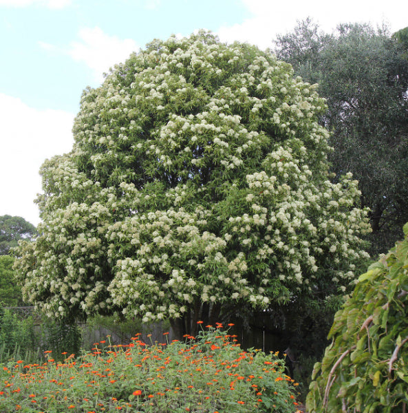 Backhousia citriadora Lemon Myrtle