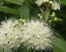 Load image into Gallery viewer, Backhousia citriadora Lemon Myrtle
