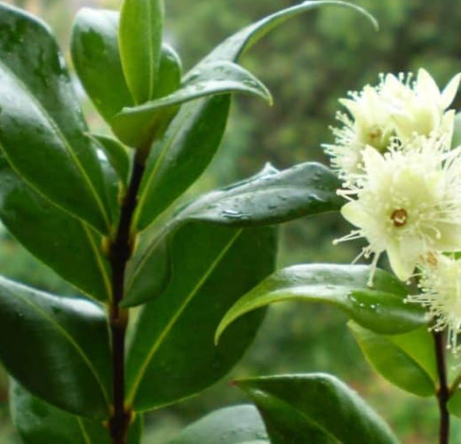 Backhousia myrtifolia  {Tucker Bush - Cinnamon Myrtle}