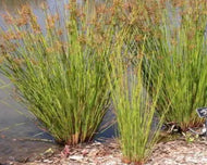 Baloskion pallens Didgery Sticks  PBR