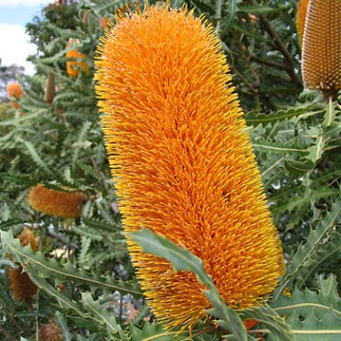 Banksia ashbyi Dwarf