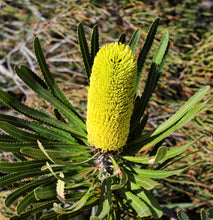 Load image into Gallery viewer, Banksia attenuata Dwarf
