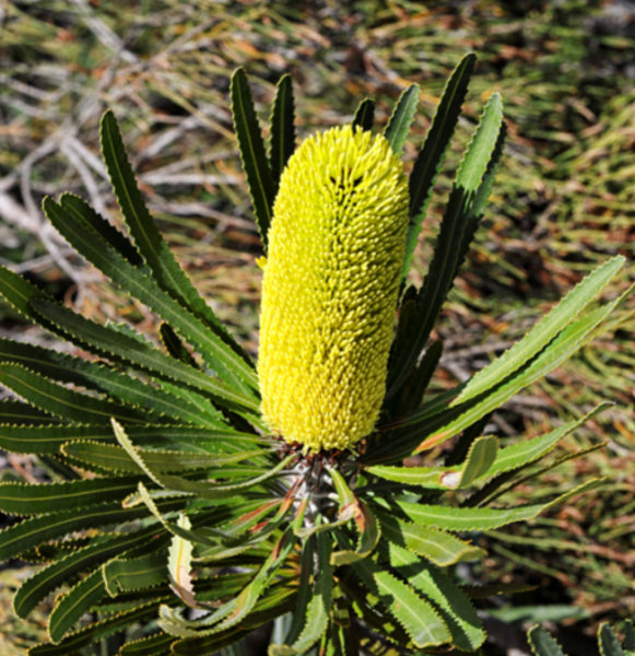 Banksia attenuata Dwarf