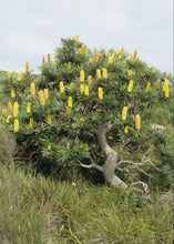 Load image into Gallery viewer, Banksia attenuata Dwarf
