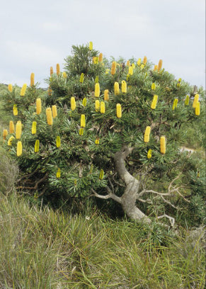 Banksia attenuata Dwarf
