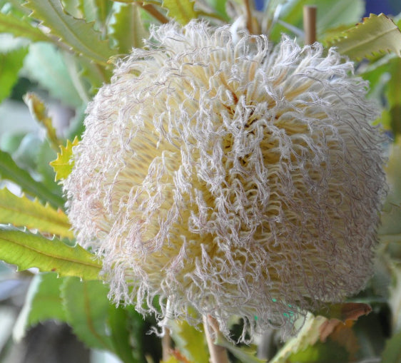 Banksia baurei