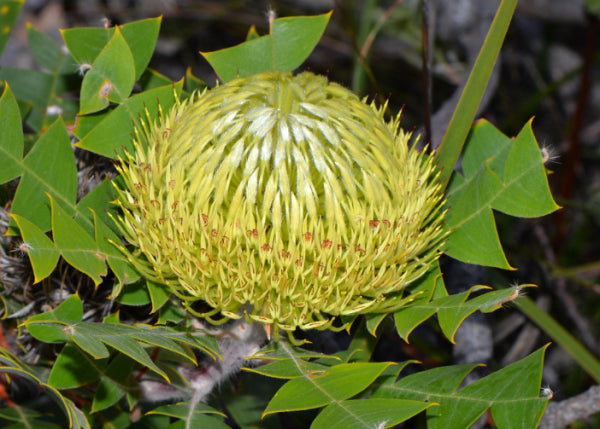 Banksia baxteri