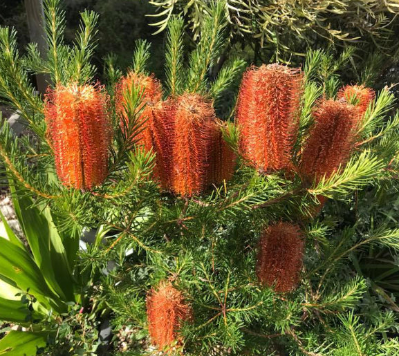 Banksia Birdsong