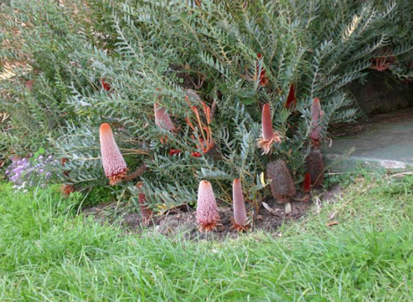 Banksia blechnifolia